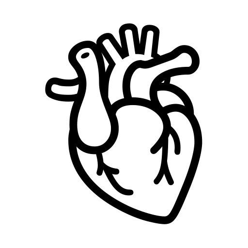 Anatomické srdce