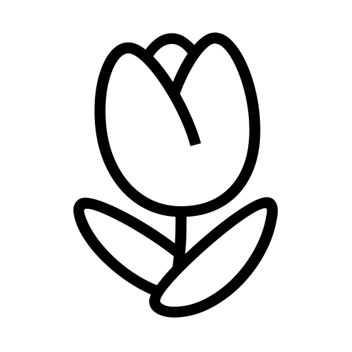 Tulipán