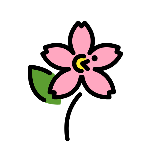 Kirschblüte