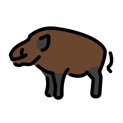 Boar