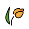 Tulpe