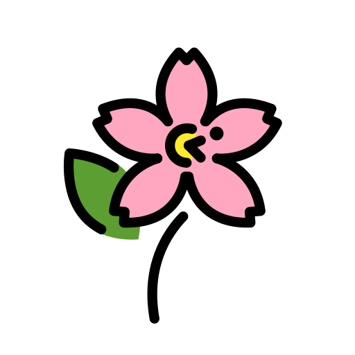Kirschblüte