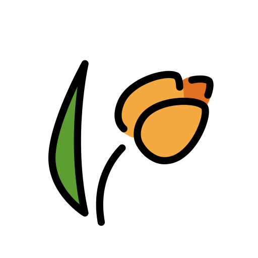 Tulpe