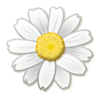 Fleur Épanouie Fleur Épanouie