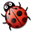 Coccinelle Coccinelle