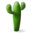 Kaktus Kaktus