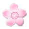 Fiore Di Ciliegio