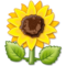 Girasole