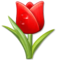 Tulipano
