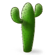 Kaktus
