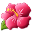 Hibiskus