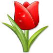 Tulpan