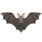 Fledermaus Fledermaus
