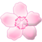 Kirschblüte Kirschblüte