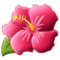 Hibiskus Hibiskus