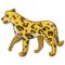 Leopard Leopard