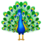 Pfau Pfau