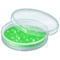 Petrischale Petrischale