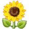 Sonnenblume Sonnenblume