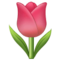 Tulpe Tulpe