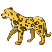 Leopard Leopard