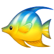 Tropenfisch Tropenfisch