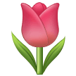 Tulpe Tulpe
