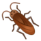 Kakerlake Kakerlake