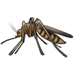 Mücke Mücke