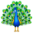 Pfau Pfau