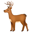 Cervo
