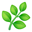 Pianta