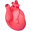 Cœur Anatomique Cœur Anatomique