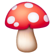 Champignon Champignon