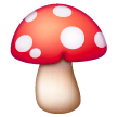 Seta