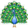 Pavo Real