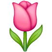 Tulipán