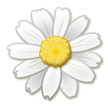 Flor