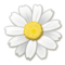 زهرة