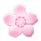 زهرة الكرز