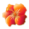 كركديه
