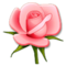 وردة