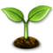شتلة