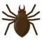 عنكبوت