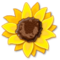 دوار الشمس