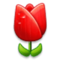 زهرة التوليب