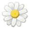 Flor Flor