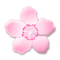 Flor De Cerejeira Flor De Cerejeira