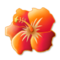 Hibisco Hibisco
