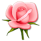 Rosa Rosa